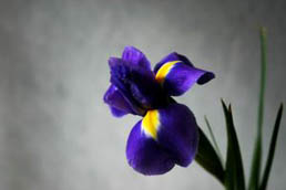 Love Flowers?  Join a Gardening Club!