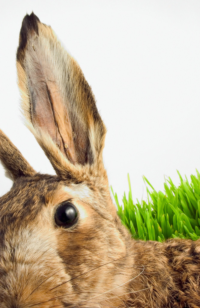 Be All Ears